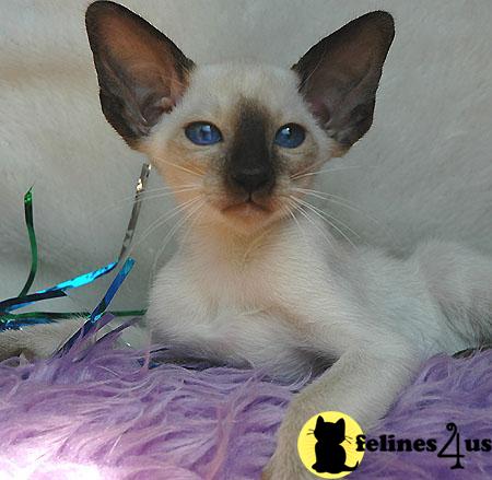Kittens for Sale in Massachusetts