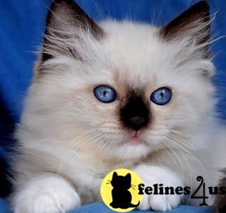 Ragdoll Cat Breeders Ohio and