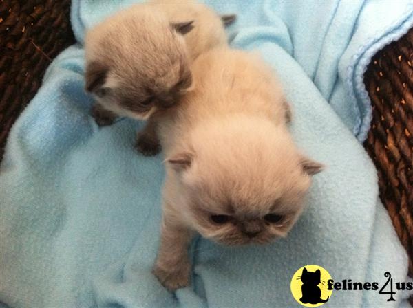 Kittens for Sale in Connecticut