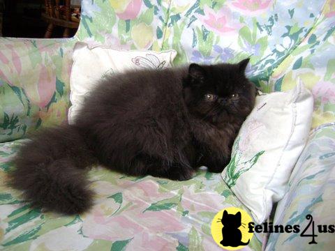 Kittens for Sale in Florida