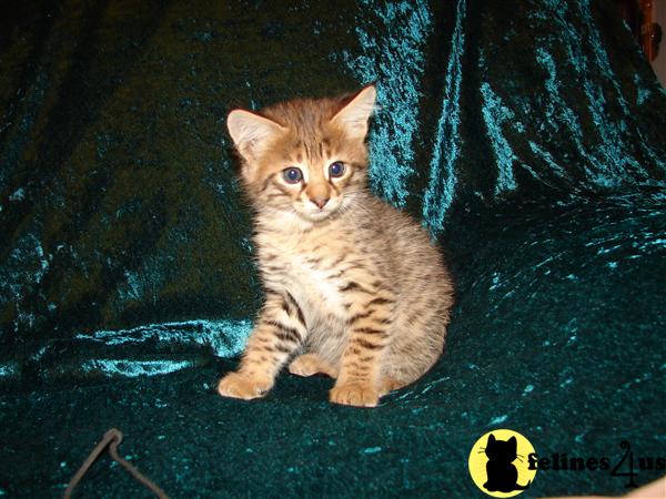 F 2 SAVANNAH cubs KITTENS EXOTIC serval markings for sale