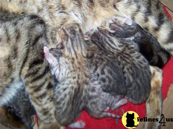 Bengal Kittens