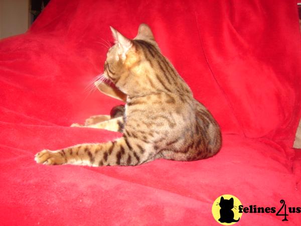 BIG BENGAL breeding pair stud PROVEN TICA EXOTIC SLIKY PELT