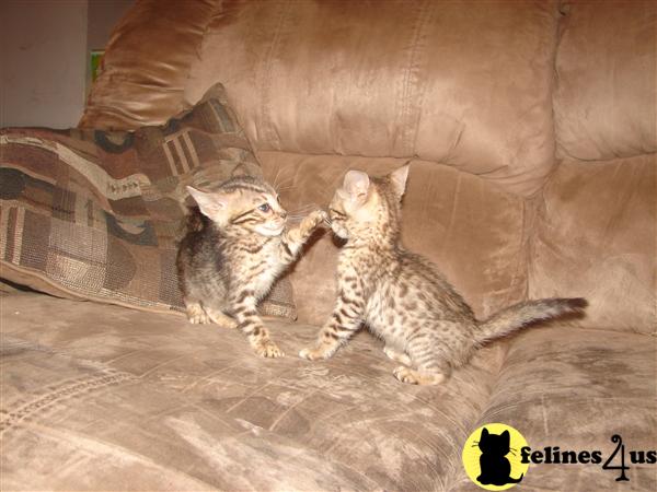 Bengal Kittens in Illinois