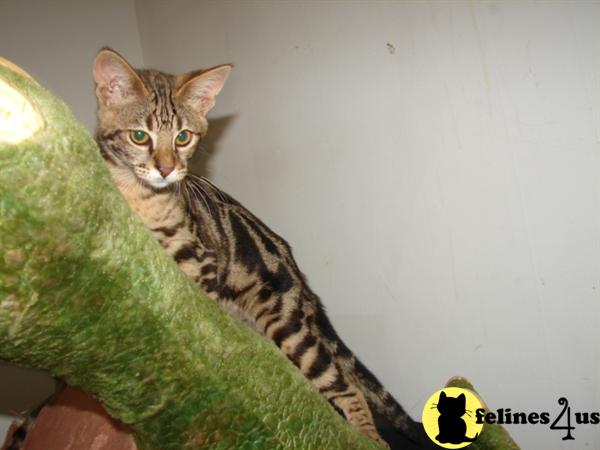 Savannah Kittens