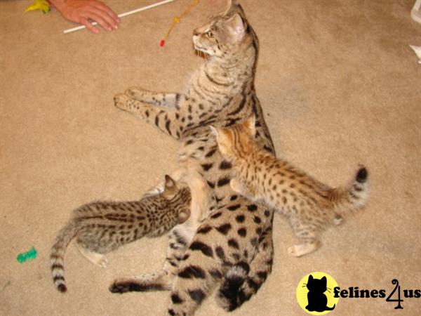 Savannah Kittens
