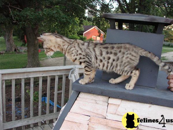 Savannah Kittens