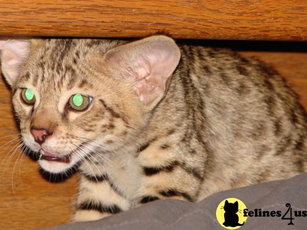 F2 SAVANNAH CUBS rare EXOTIC wild LOOKING kittens TICA REG. pet or breeding