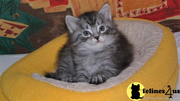 Siberian Kittens