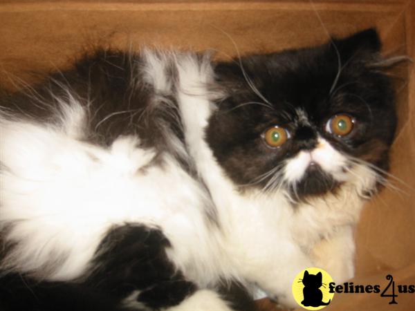 Kittens for Sale in Pennsylvania