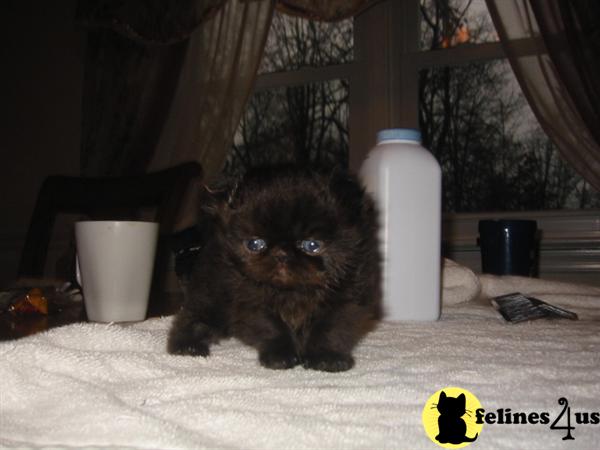 Kittens for Sale in Pennsylvania