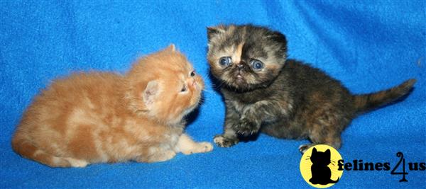 Exotic Shorthair Kittens in North Carolina