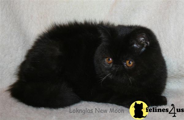 Exotic Shorthair Kittens in North Carolina
