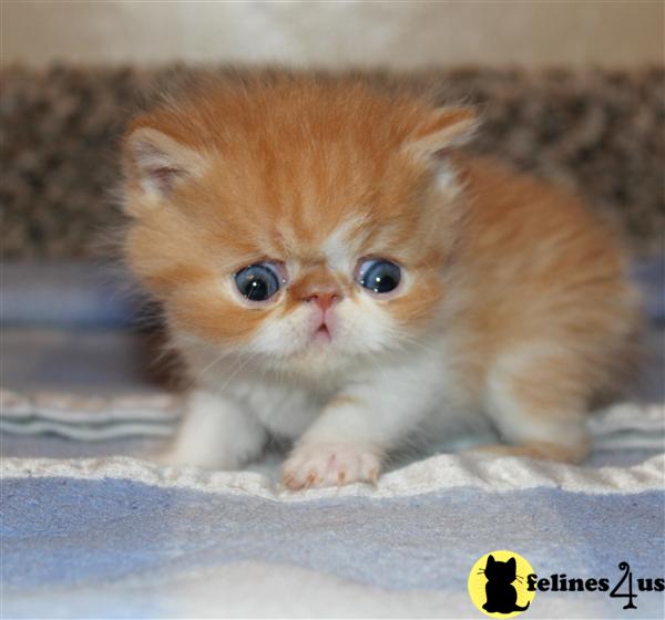 Kittens for Sale in Arizona