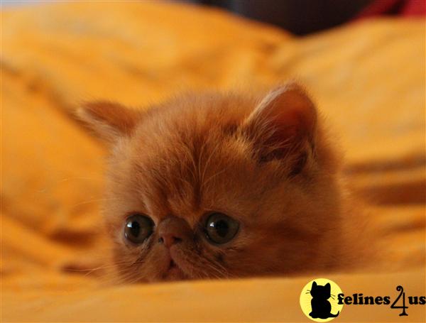 Kittens for Sale in Arizona
