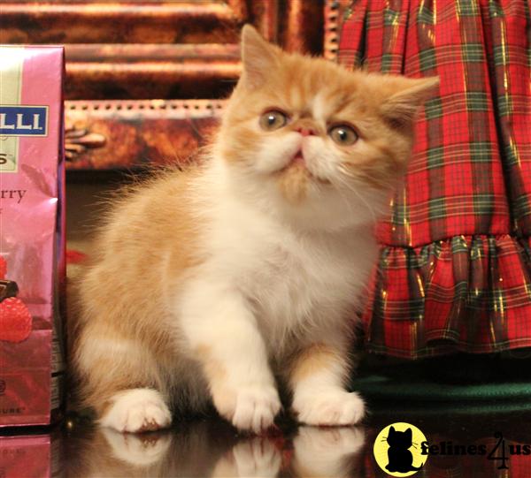 Kittens for Sale in Arizona