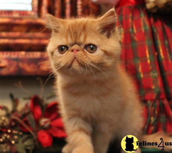 Kittens for Sale in Arizona