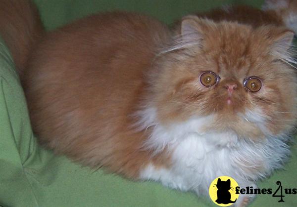 Cats for Sale