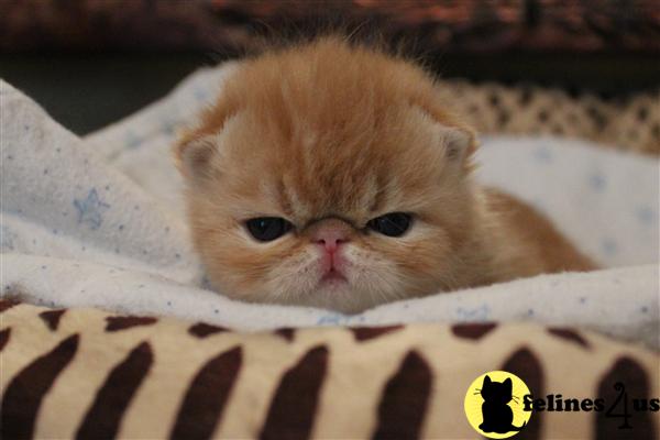Kittens for Sale in Arizona