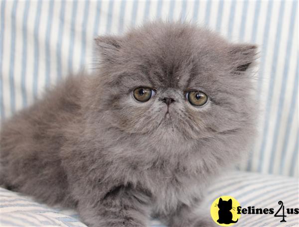 Kittens for Sale