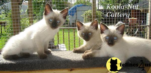 Siamese Kittens