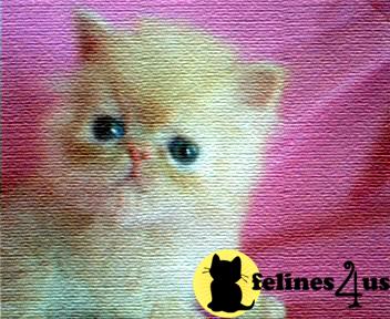 Kittens for Sale in California