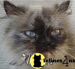 Cats for Sale