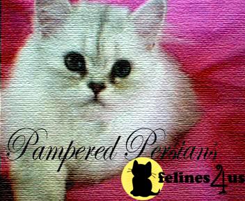 Kittens for Sale in California