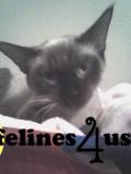 Siamese Kittens