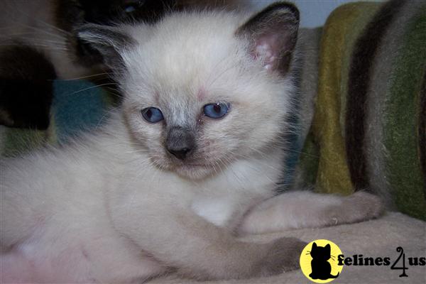 Balinese Kittens