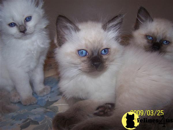 Kittens