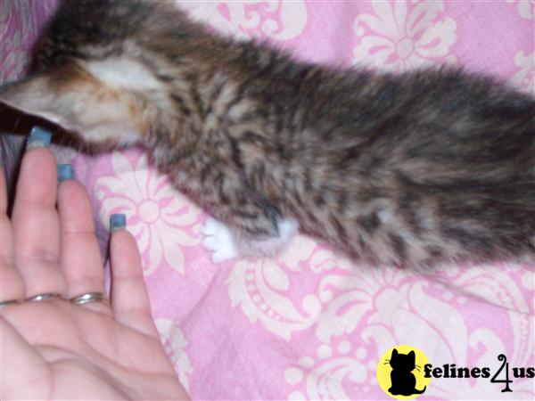 Bengal Kittens