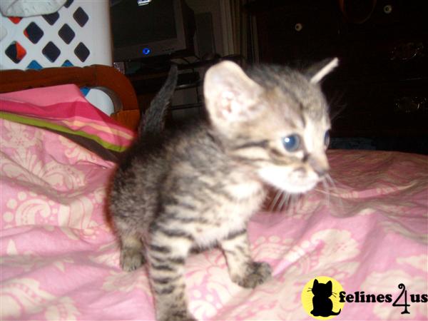 Bengal Kittens