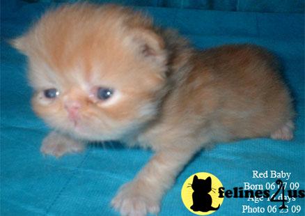 Kittens for Sale in Texas