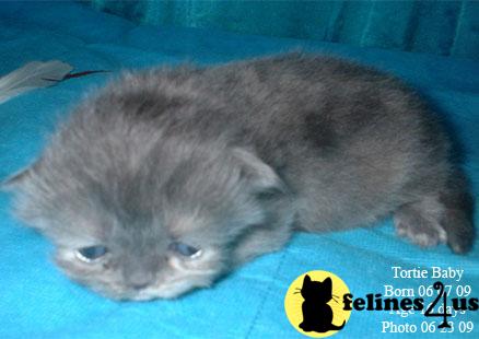Persian Kittens