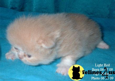 Persian Kittens