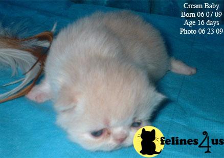 Kittens for Sale in Texas