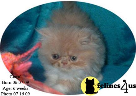 Kittens for Sale in Texas