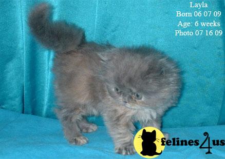 Kittens for Sale in Texas