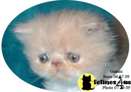 Kittens for Sale in Texas