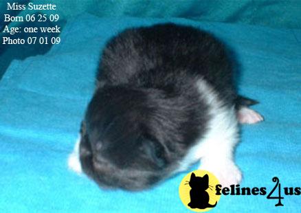 Kittens for Sale in Texas