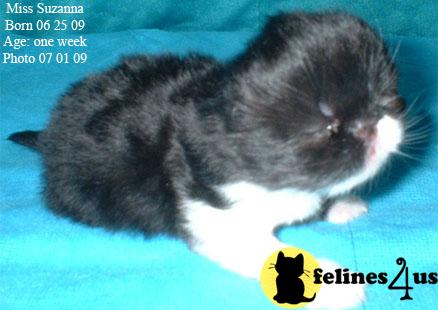 Kittens for Sale in Texas