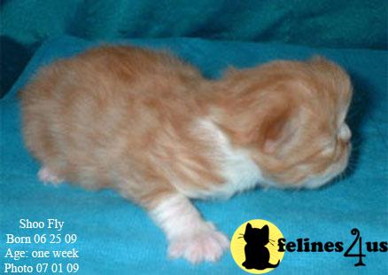 Kittens for Sale in Texas