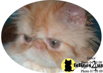 Kittens for Sale in Texas