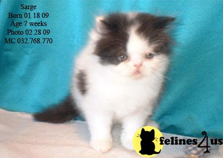 Kittens for Sale in Texas