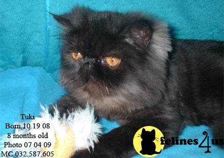 Kittens for Sale in Texas