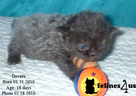 Kittens for Sale in Texas