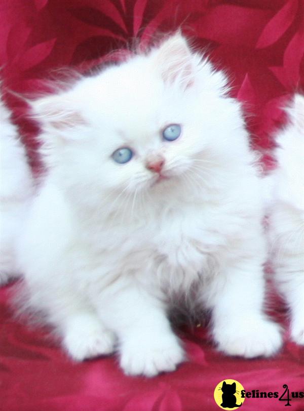 Himalayan Kittens