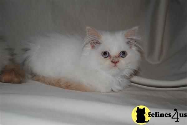 Kittens for Sale in California