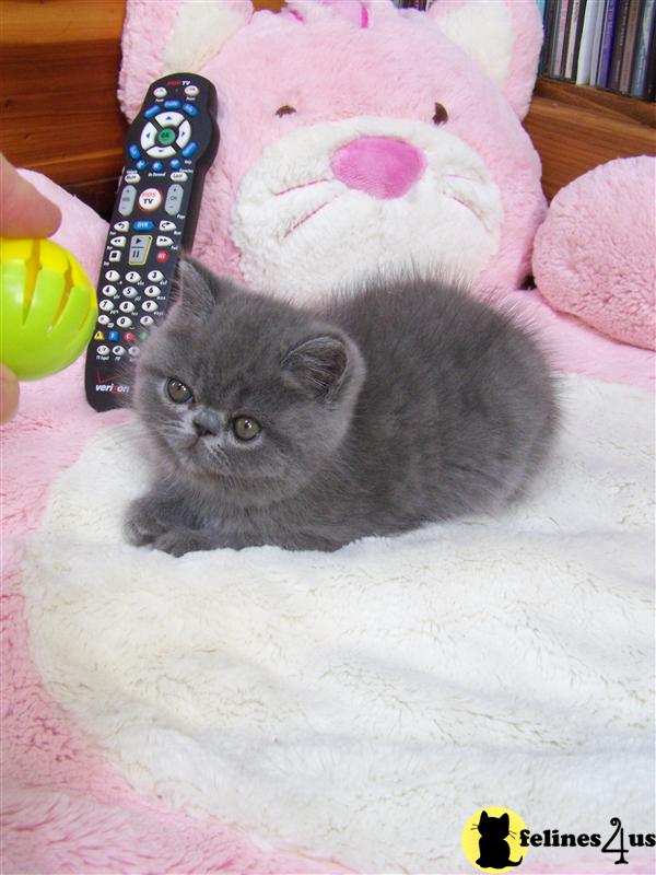 Exotic Shorthair Kittens